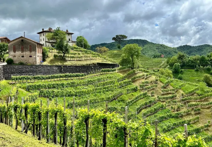 Colline del Prosecco: vigneti terrazzati e casali storici, un paesaggio mozzafiato da esplorare.