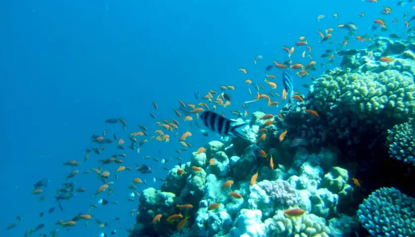 Un banco di pesci rossi nuota tra le rocce coralline di Marsa Alam. Un pesce zebra a strisce nere e bianche attraversa la scena.