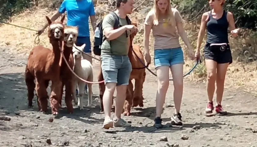 Passeggiata con alpaca vicino all'Etna. Un gruppo di persone guida dolci alpaca su un sentiero roccioso.